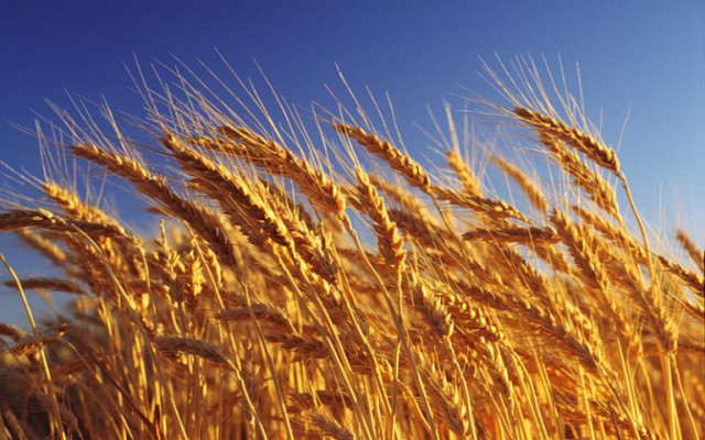 Қазақстанда бидай экспорты бір жылда 17% өсті