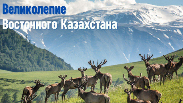 Восточный Казахстан, маралы и целебные свойства их пантов