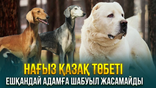 Нағыз қазақ төбеті ешқандай адамға шабуыл жасамайды