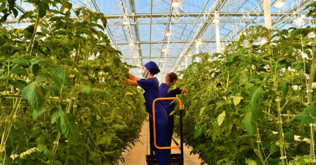 Капиталовложения в сферу АПК превысили 980 млрд тенге