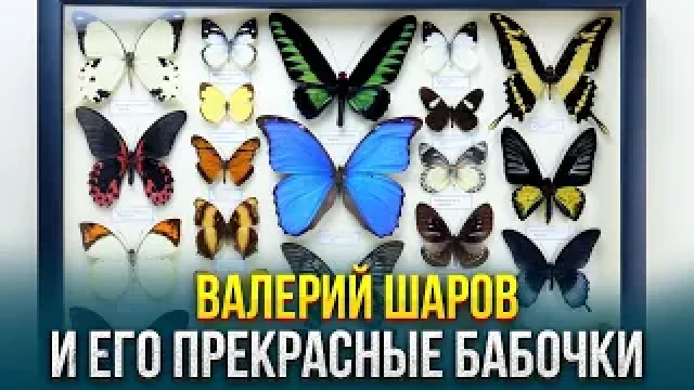 Валерий Шаров и его прекрасные бабочки