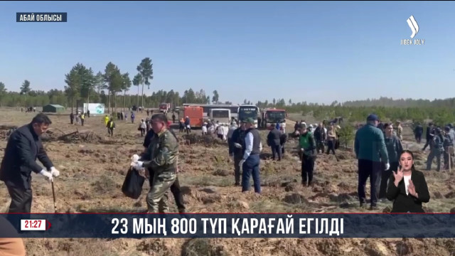 23 мың 800 түп қарағай егілді