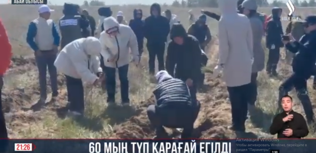 60 мың түп қарағай егілді