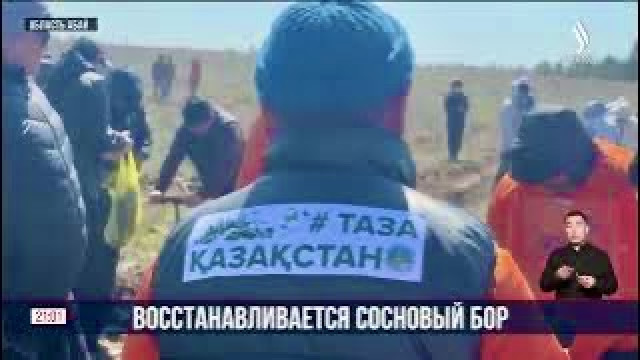 Восстанавливается сосновый бор