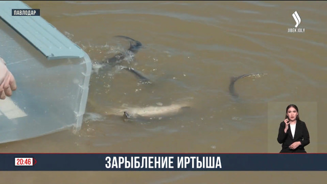 Началось зарыбление осетром реки Иртыш
