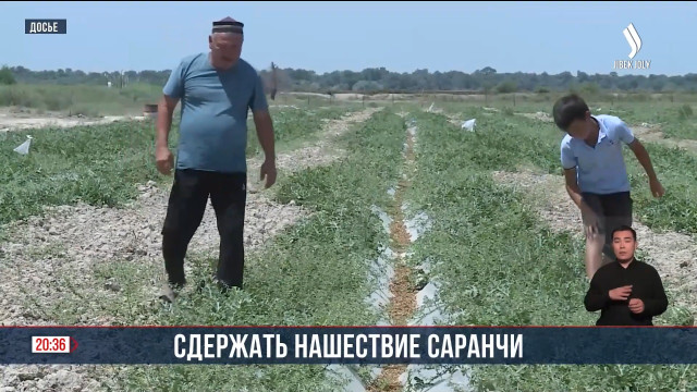 Сдержать нашествие саранчи