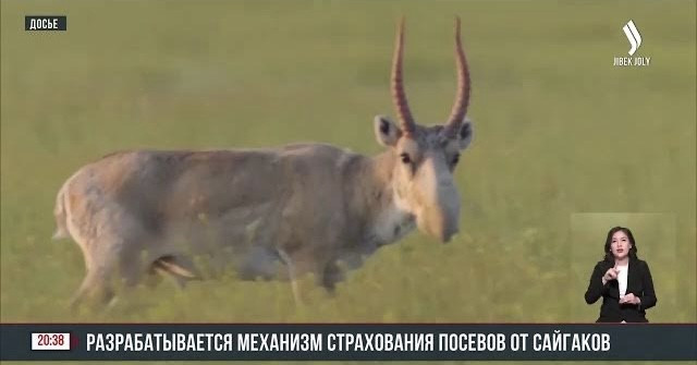 Разрабатывается механизм страхования посевов от сайгаков
