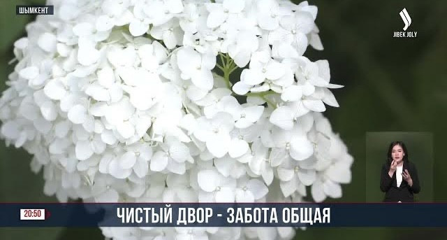 В Шымкенте подвели итоги конкурса на самый ухоженный жилой двор