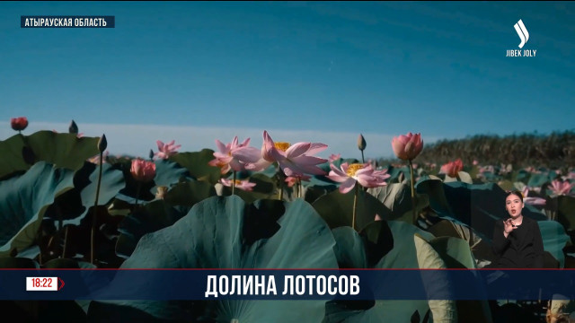 В Атырауской области цветут лотосы