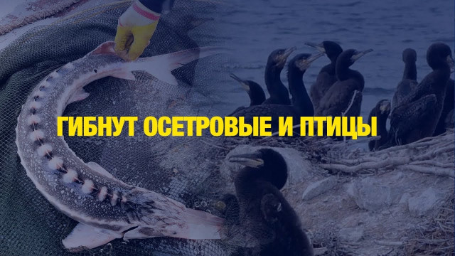 Растёт число погибших тюленей на Каспии