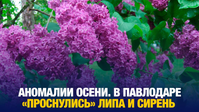 В Павлодаре за месяц до зимы на деревьях набухли почки