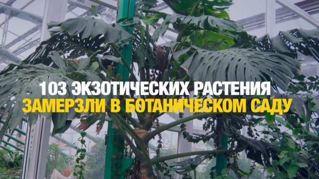 80-летнюю пальму спасают от холода в Алматы