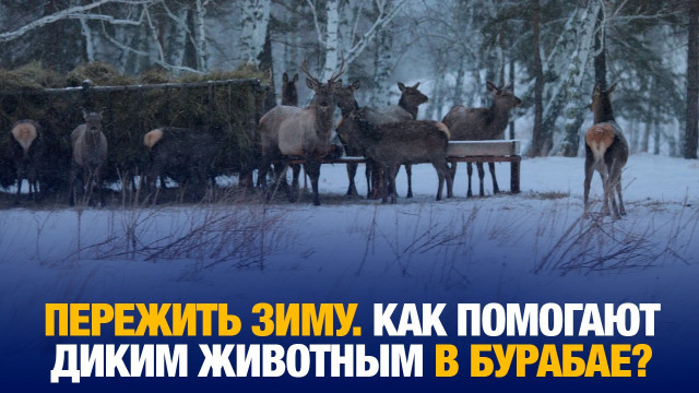 Зимнее меню для оленей Бурабая: сено, зерно и забота