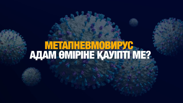 Метапневмовирус адам өміріне қаншалықты қауіпті?