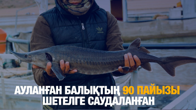 Ауланған балықтың 90 пайызы шетелге саудаланған