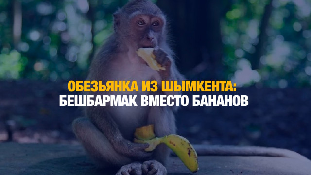 Шымкентская обезьянка понимает по-казахски и любит бешбармак