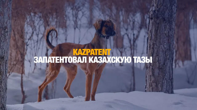 Qazpatent запатентовал казахскую тазы
