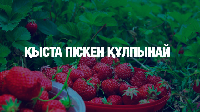 Қыста піскен құлпынай
