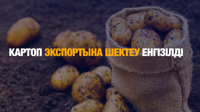 Картоп экспортына шектеу енгізілді