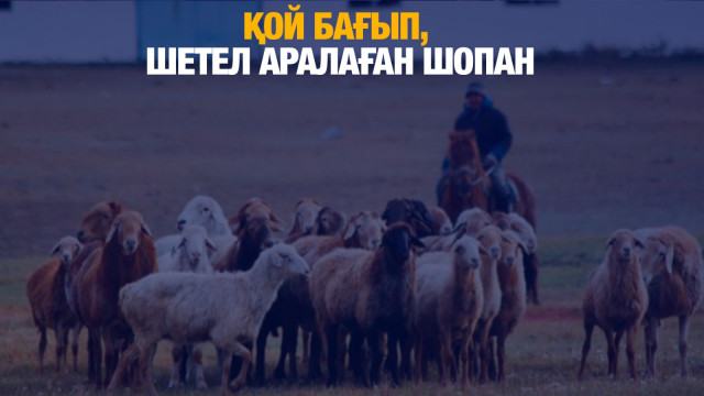 Қой бағып, шетел аралаған шопан