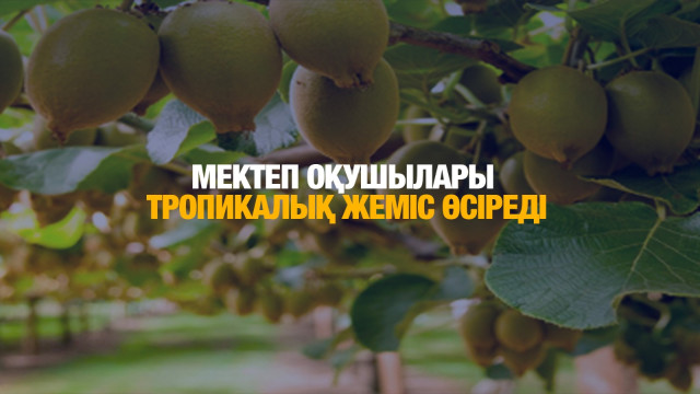 Абай облысы: Мектеп оқушылары тропикалық жеміс өсіреді