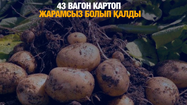 43 вагон картоп жарамсыз болып қалды