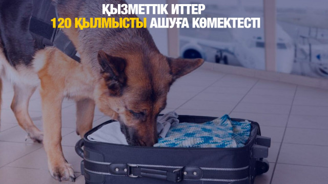 Қызметтік иттер 120 қылмысты ашуға көмектесті