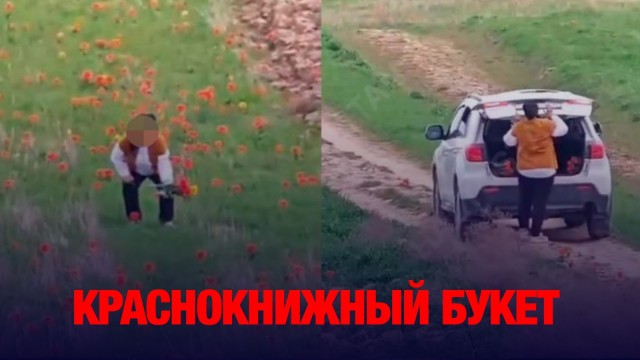 Краснокнижный букет: что грозит женщине, сорвавшей тюльпаны в степи