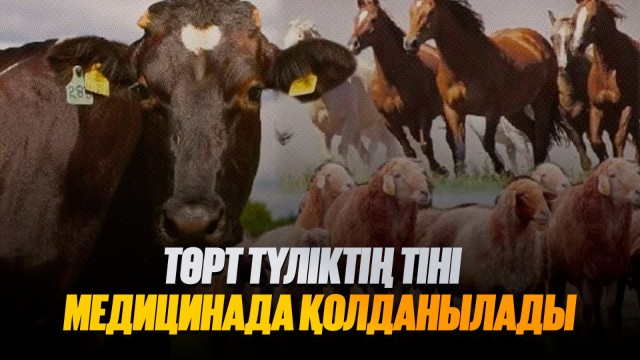 Төрт түліктің тіні медицинада қолданылады