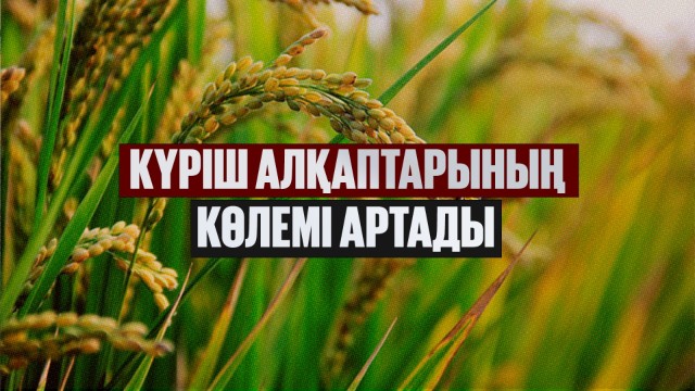 Күріш алқаптарының көлемі артады