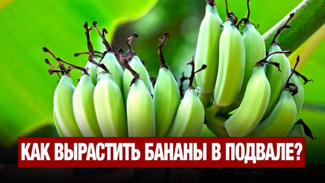 Как вырастить бананы в подвале?