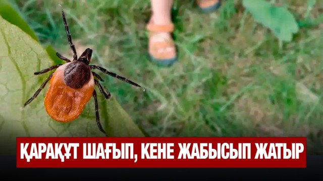 Улы жәндіктер қаптады