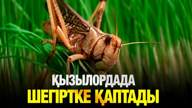 ЖАҢАЛЫҚТАР. 26.05.2025