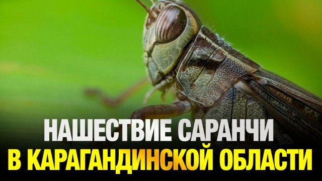 В Карагандинской области нашествие саранчи - комментарий МСХ