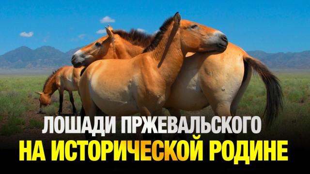 Эксклюзивные подробности возвращения лошадей Пржевальского