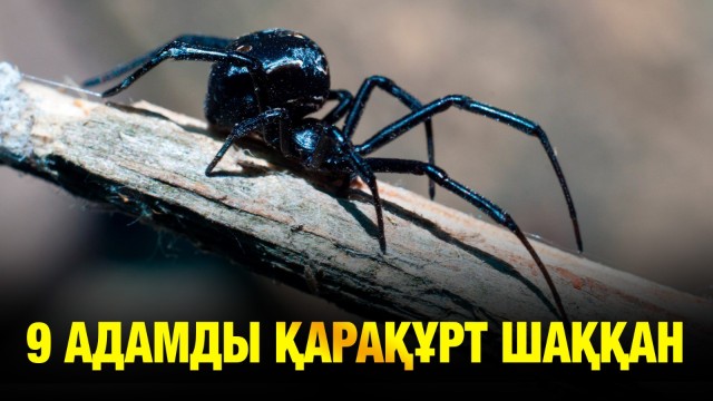 Қарақұрт қаптады