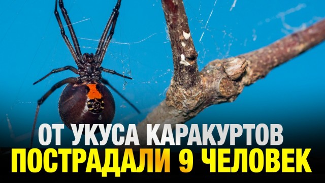 9 человек пострадали от укусов каракуртов в Индерском районе Атырауской области