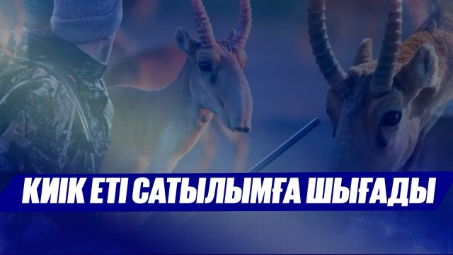Киік еті сатылымға шығады