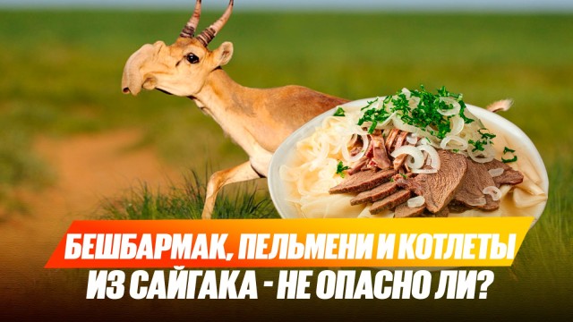 Бешбармак, пельмени и котлеты из сайгака – не опасно для здоровья?