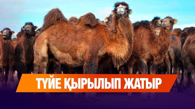 Түйе індетіне қарсы шаралар қабылданды