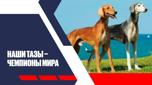 Наши Тазы - чемпионы мира