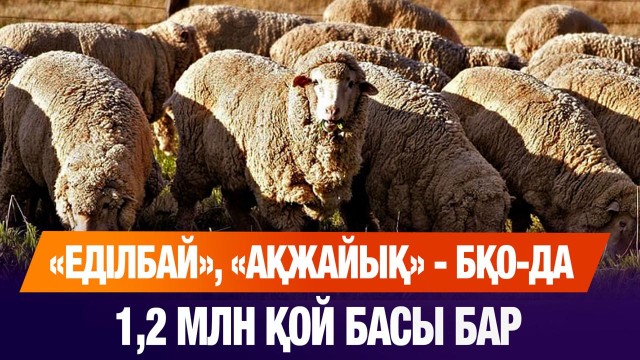 «Auyl fest. Қой шаруашылығы – 2025» тұңғыш халықаралық форумы өтті