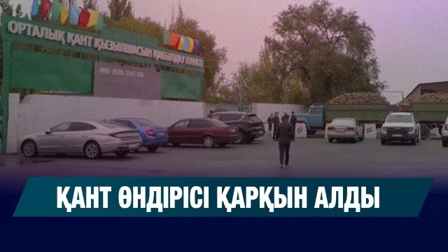 Жетісуда қант зауыттары тәтті түбірді қабылдауға кірісті