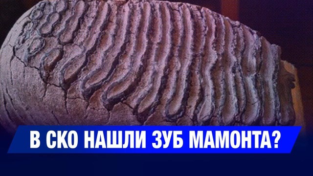 В СКО нашли зуб мамонта?