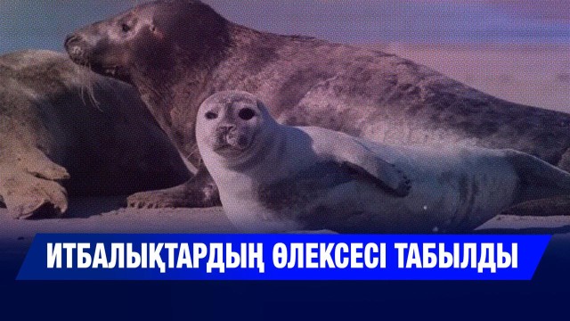 Каспий жағасынан итбалықтардың өлексесі табылды