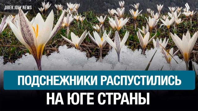 Подснежники распустились на юге страны