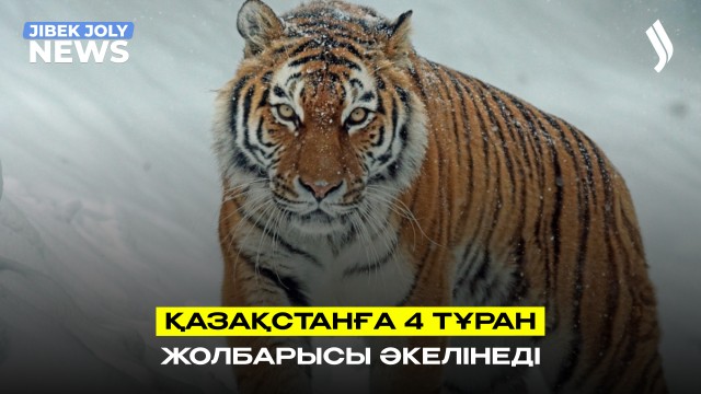 Қазақстанға 4 Тұран жолбарысы әкелінеді