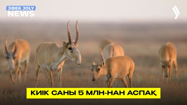 Киік саны 5 млн-нан асуы мүмкін