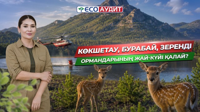 Көкшетау, Бурабай, Зеренді ормандарының жағдайы қандай?