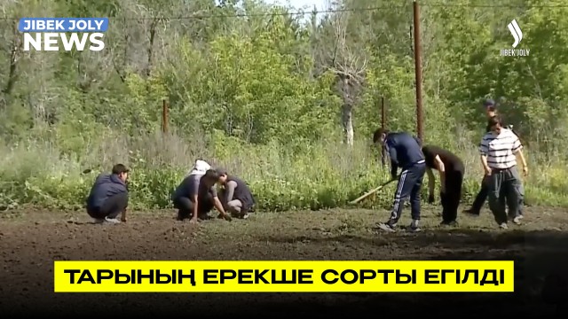 Тарының ерекше сорты егілді